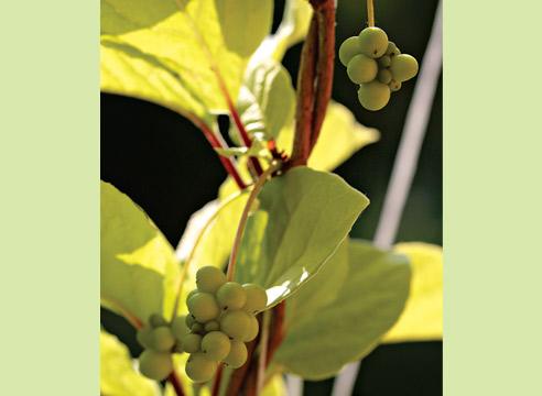 Лимонник, лиана, незрелые плоды, Schizandra chinen