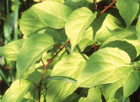 Лимонник, листья, Schizandra chinensis