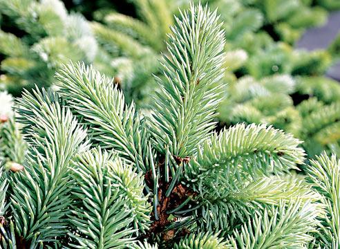 Ель колючая форма глаука глобоза, Picea pungens f 