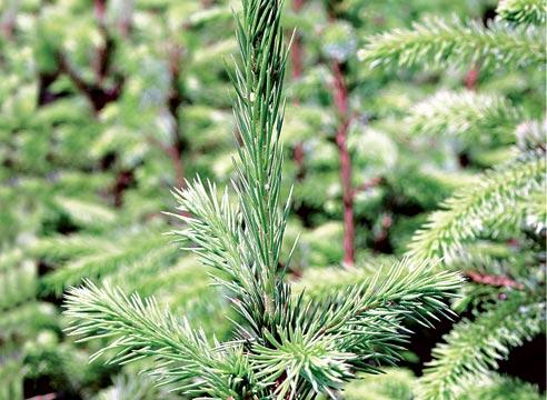 Ель сербская, Picea omorica