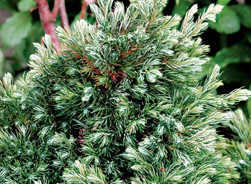 Ель канадская, ф коника, Picea glauca f conica