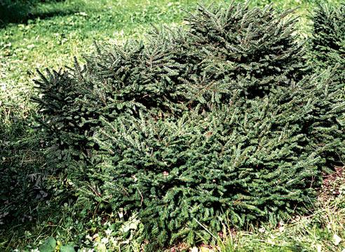 Ель обыкновенная, ф гнездовидная, Picea abies f ni