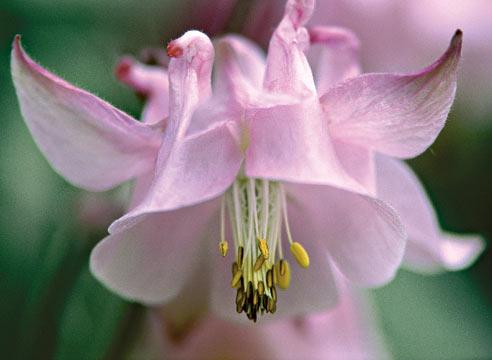 Аквилегия, водосбор, Aquilegia