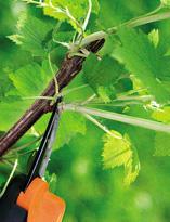 Зеленое черенкование красной смородины. Мастер-класс