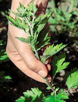 Деление и черенкование хризантем