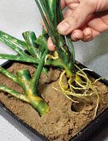 Омолаживаем и разножаем ароидные (на примере аглаонемы)