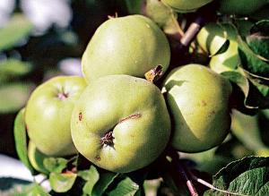 Популярные сорта яблони