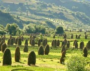 Биологи обнаружили новое растение в библиотеке