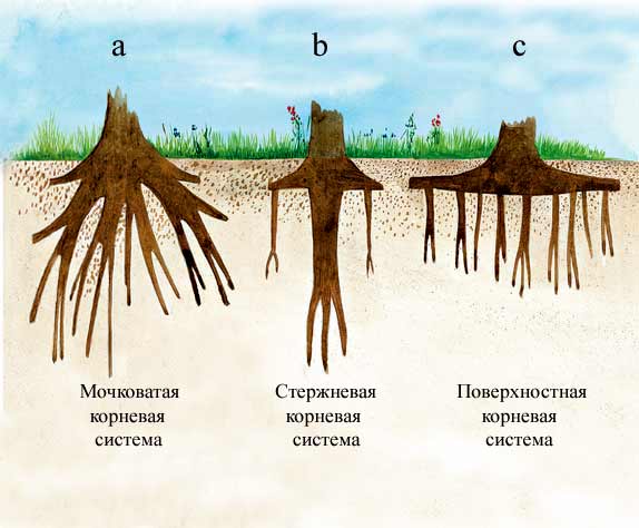 Корневая Система Яблони Схема Фото