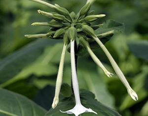 Ученые проникли в половую жизнь растений