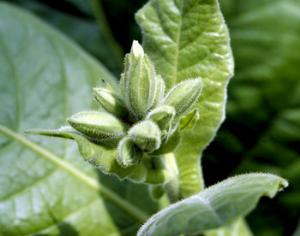 Растения наделили человеческими генами