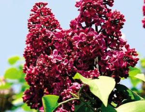 Москва - город сирени