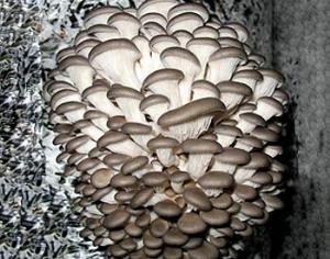 Самая большая вешенка сезона