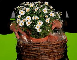 Букет для победителя