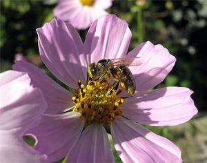 Европа  спасает пчел