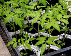 Конопля или помидоры?