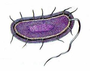 Найден общий предок земных микроорганизмов