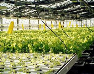 МАГАТЭ: селекция спасет от голода