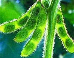 Ученые расшифровали геном сои