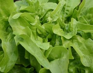 Оранжерея в космосе возможна