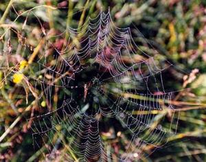Паутина возникла раньше пауков