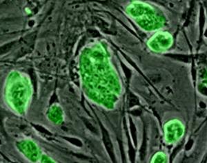 Выращивание стволовых клеток - изобретение года