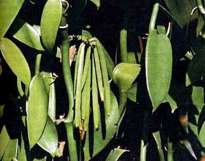 Ваниль под угрозой