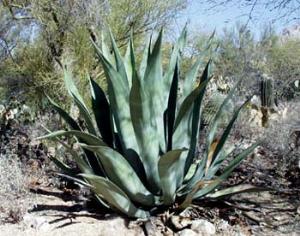 Текила - угроза для Мексики