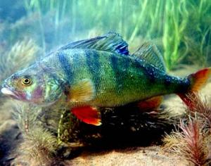 Пестициды меняют пол рыб