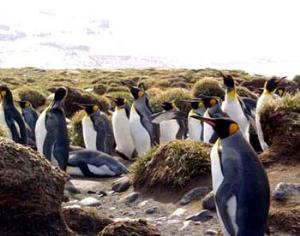 Самое необычное любовное послание