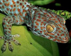 Геккона нашли в капусте