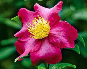 Петербургские камелии отметили середину зимы