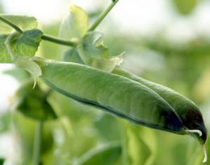 Горох и капусту заморозили в космосе