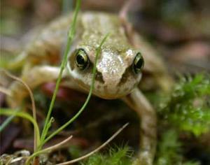 Мир без лягушек