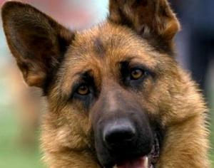 Волк становится собакой в Дарвиновском музее