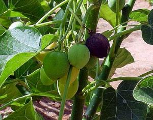 Ятрофа поднимает самолеты