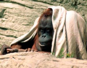 Пальто в подарок орангутану