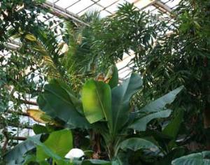 Пальма рвется на свободу