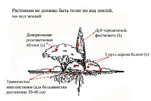 Мощная корневая система