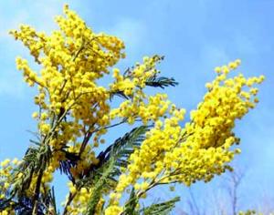 Мимозы не будет