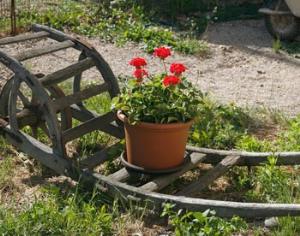 Приют для бездомных растений