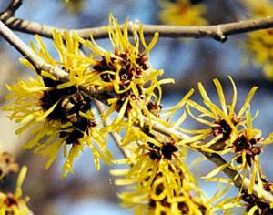 Орех предсказывает весну вопреки прогнозам метеорологов