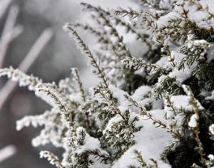 Петербург занесло снегом, занесет ли Москву?