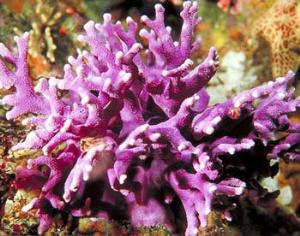 Кораллы способны менять пол