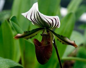 Орхидейное шоу в Кью Гарденз