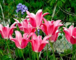 Самый популярный подарок к 8 Марта