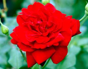 Красные цветы содержат цианид