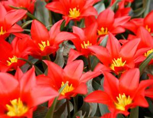 Очередной сезон тюльпанов в Кекенхофе