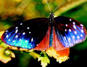 Фестиваль летящих бабочек