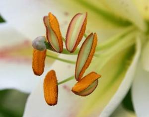 В Ираке пройдет первый международный фестиваль цветов